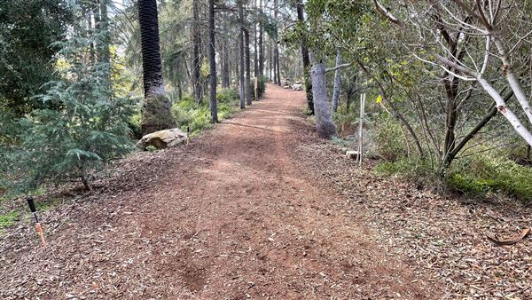 Griffith Park Redwoods - Cedar Grove - Cedar Grove (12/10/2021 - Credits: Leo Fialho)