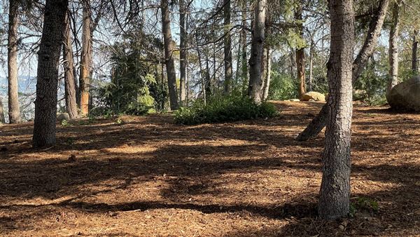Griffith Park Redwoods - Cedar Grove - Cedar Grove (12/10/2021 - Credits: Leo Fialho)