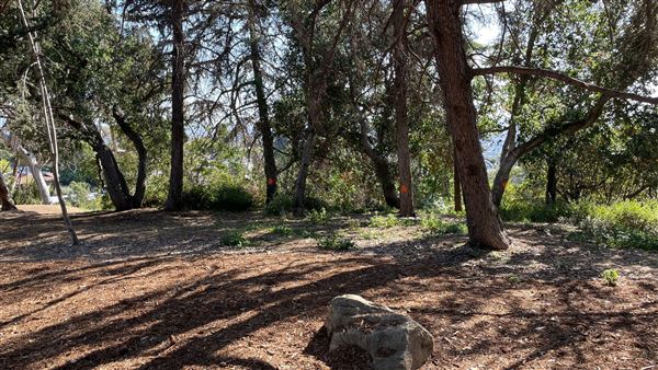 Griffith Park Redwoods - Cedar Grove - Cedar Grove (12/10/2021 - Credits: Leo Fialho)