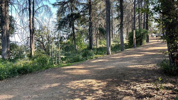 Griffith Park Redwoods - Cedar Grove - Cedar Grove (12/10/2021 - Credits: Leo Fialho)