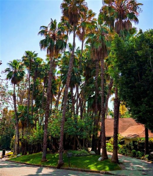 Vintage Hollywood Vibes – Secluded Palm-Lined Mid-Century Pool Oasis Wrapped In Lush Greenery – A Filmmaker’s Dream! (4/5/2025 - Credits: Elegant Textiles, Inc.)