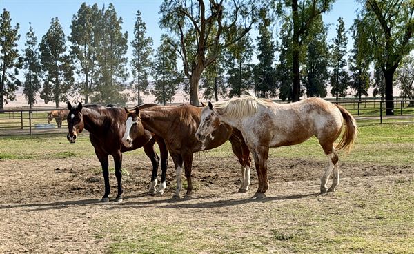 Stockdale Ranch (5/18/2026)