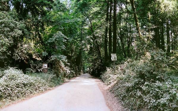 Forest of Nisene Marks State Park (SP), The (12/31/2003)