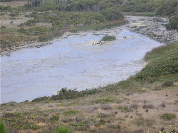 San Gregorio State Beach (SB) - San Gregorio Creek (8/3/2010)