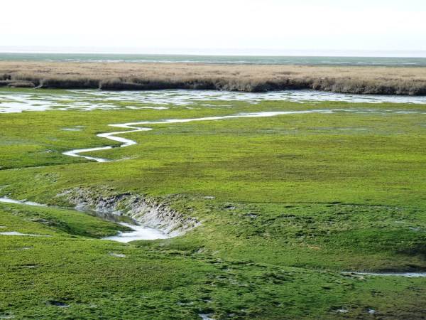 Humboldt Bay National Wildlife Refuge - Humboldt Bay White Slough (4/25/2011)