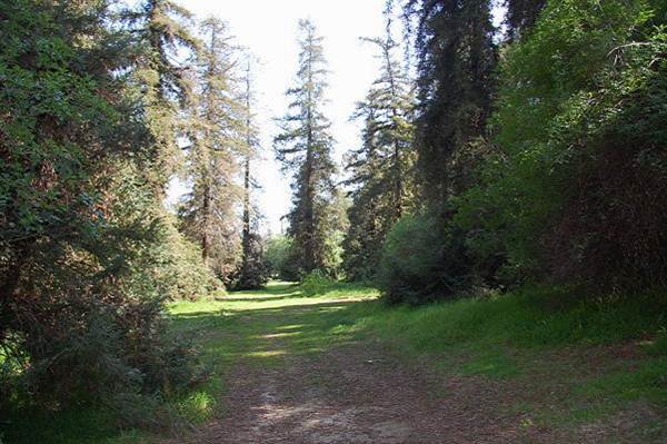 Griffith Park Redwoods - Cedar Grove (6/14/2011 - Credits: David Golden)