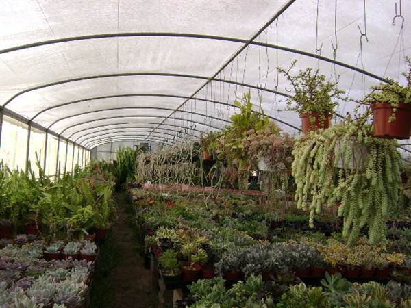 California Nursery Specialties - Cactus Ranch (6/22/2011 - Credits: J. Steven Witkowski)