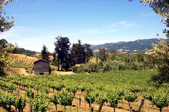 Blue Rock Vineyard (12/31/2003)