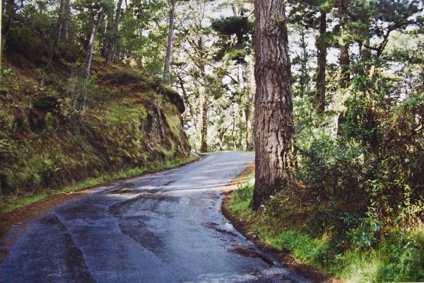 Fern Canyon Road (3/17/2008)