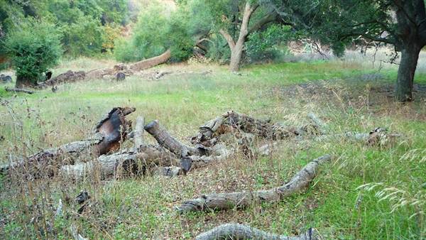 Chumash Indian Museum (1/6/2009 - Credits: Richard McMillan)