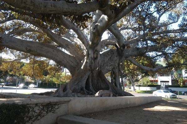Beverly Gardens Park (2/3/2009)