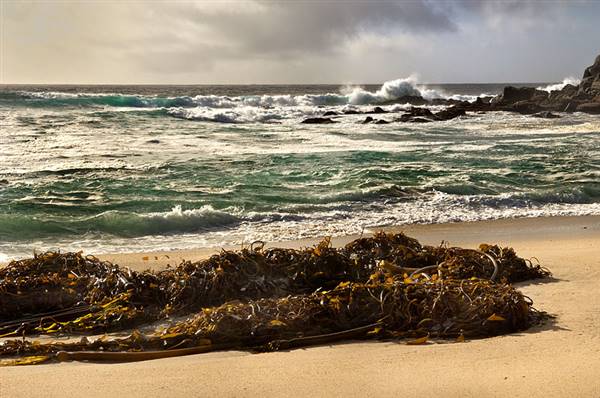Carmel River State Beach (SB) (1/14/2016 - Credits: http://parks.ca.gov/ImageGallery/?page_id=567)