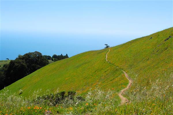 Mount Tamalpais State Park (SP) (3/9/2016 - Credits: Photo courtesy of Marin Convention & Visitors Bureau)