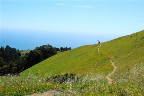 Mount Tamalpais State Park (SP) (3/9/2016 - Credits: Photo courtesy of Marin Convention & Visitors Bureau)