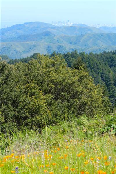 Mount Tamalpais State Park (SP) (3/9/2016 - Credits: Photo courtesy of Marin Convention & Visitors Bureau)