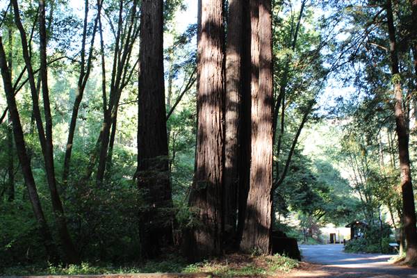 Samuel P. Taylor State Park (SP) (3/9/2016 - Credits: Photo courtesy of Marin Convention & Visitors Bureau)