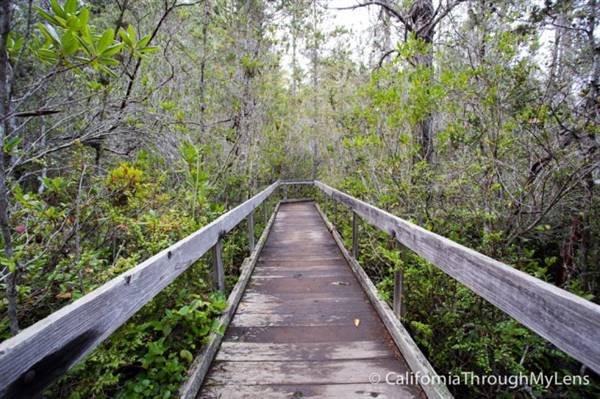 Van Damme State Park (SP) / Beach / Pygmy Forest / Fern Canyon Trail / Spring Ranch Trail - Fern Canyon Trail (3/24/2016 - Credits: Photo courtesy of Josh McNair, californiathroughmylens.com)