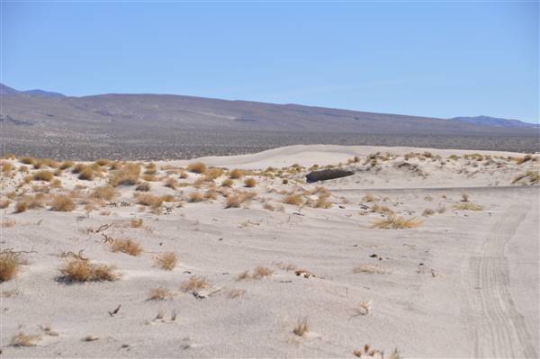 Olancha Sand Dunes - Bureau of Land Management - California Desert District - Ridgecrest Field Office - BLM - Off Highway Vehicle Area - OHV (4/12/2016 - Credits: Photo by Robin Citrin)