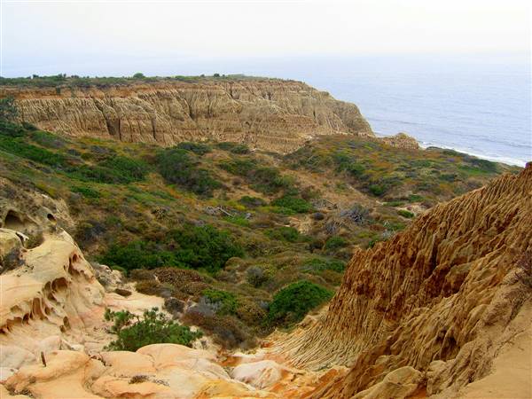 Torrey Pines State Natural Reserve (SNR) (9/30/2006 - Credits: By User:Nauticashades. (Own work) [CC BY-SA 2.5 (http://creativecommons.org/licenses/by-sa/2.5), GFDL (http://www.gnu.org/copyleft/fdl.html), CC-BY-SA-3.0 (http://creativecommons.org/licenses/by-sa/3.0/) or CC BY-SA 2.5-2.0-1.0 (http://creativecommons.org)