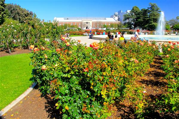 Exposition Park Rose Garden (4/15/2012 - Credits: By MikeJiroch (Own work) [CC BY-SA 3.0 (http://creativecommons.org/licenses/by-sa/3.0)], via Wikimedia Commons)