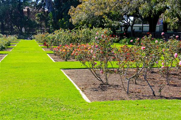 Exposition Park Rose Garden (4/15/2012 - Credits: By MikeJiroch (Own work) [CC BY-SA 3.0 (http://creativecommons.org/licenses/by-sa/3.0)], via Wikimedia Commons)