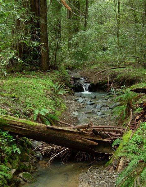 Armstrong Redwoods State Natural Reserve (SNR) (4/21/2006 - Credits: "Earth Day at Armstrong Redwoods Healdsburg" by Alan English CPA" (CC BY-NC 2.0) [https://creativecommons.org/licenses/by-nc/2.0/ ] https://www.flickr.com/photos/alanenglish/)