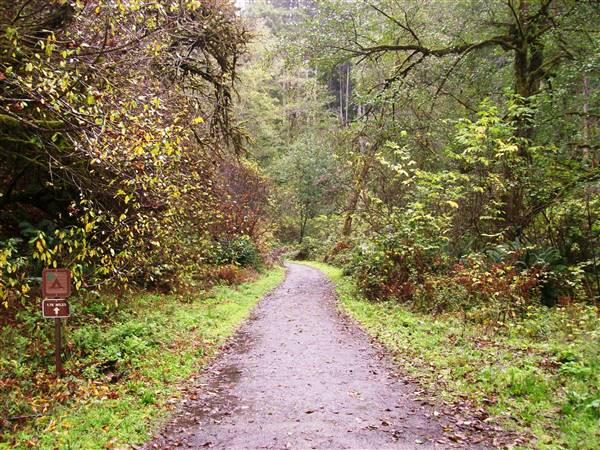 Van Damme State Park (SP) / Beach / Pygmy Forest / Fern Canyon Trail / Spring Ranch Trail (11/18/2007 - Credits: "Vandamme0001" by Matthew High (CC BY-NC 2.0) [https://creativecommons.org/licenses/by-nc/2.0/] https://www.flickr.com/photos/matthigh/)