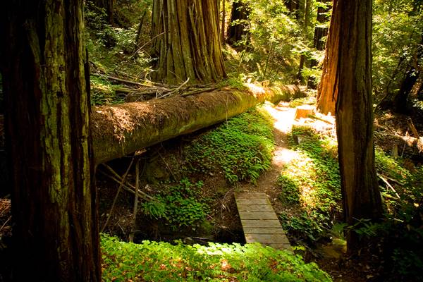 Portola Redwoods State Park (SP) (8/17/2008 - Credits: "Portola Redwoods" by Flickr User: Shalaco (CC BY-NC-ND 2.0) [https://creativecommons.org/licenses/by-nc-nd/2.0/legalcode] https://www.flickr.com/photos/shalaco/)