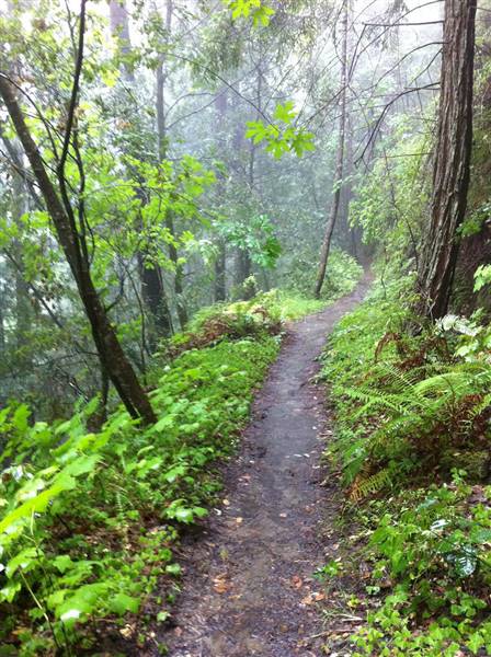 Forest of Nisene Marks State Park (SP), The (6/4/2011 - Credits: "Nisene Marks Trail" Image by Flickr User: Fogcat5 (CC BY-SA 2.0)[https://creativecommons.org/licenses/by-sa/2.0/legalcode]https://www.flickr.com/photos/fogcat5/)