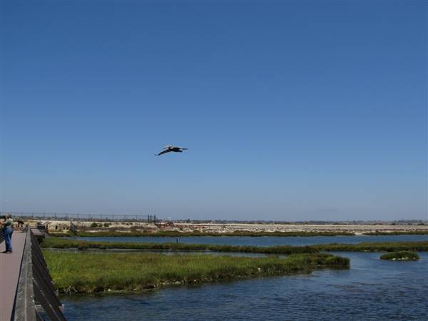 Bolsa Chica Ecological Reserve - California Department of Fish & Wildlife (CDFW) (8/6/2011 - Credits: "Bolsa Chica Ecological Reserve, Huntington Beach, California" by Ken Lund (CC BY-SA 2.0)[https://creativecommons.org/licenses/by-sa/2.0/legalcode]https://www.flickr.com/photos/kenlund/)