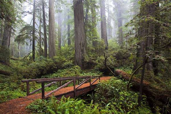 Del Norte Coast Redwoods State Park (SP) within the Redwood National and State Parks (8/4/2016 - Credits: Photograph courtesy of David Baselt - http://www.redwoodhikes.com/DelNorte/DelNorte.html)
