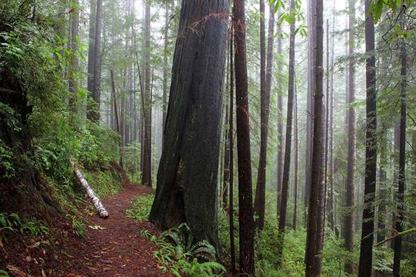 Del Norte Coast Redwoods State Park (SP) within the Redwood National and State Parks (8/4/2016 - Credits: Photograph courtesy of David Baselt - http://www.redwoodhikes.com/DelNorte/DelNorte.html)