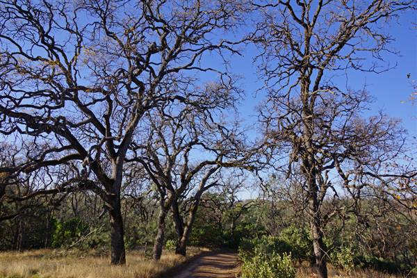 Henry W. Coe State Park (SP) (12/4/2011 - Credits: "2011-12-04 Morgan Hill, Henry W. Coe State Wilderness Park 018.jpg" by Allie Caulfield (CC BY 2.0)[https://creativecommons.org/licenses/by/2.0/legalcode]https://www.flickr.com/photos/wm_archiv/)