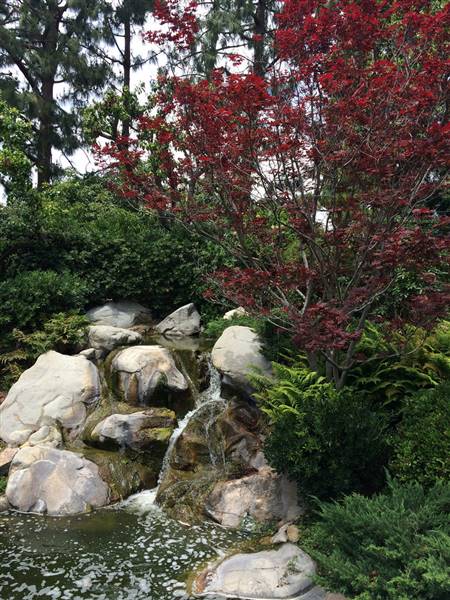 Earl Burns Miller Japanese Garden - California State University Long Beach - CSULB (5/15/2016 - Credits: "Untitled" by Sergei Gussev (CC BY 2.0)[https://creativecommons.org/licenses/by/2.0/legalcode]https://www.flickr.com/photos/sergeigussev/)