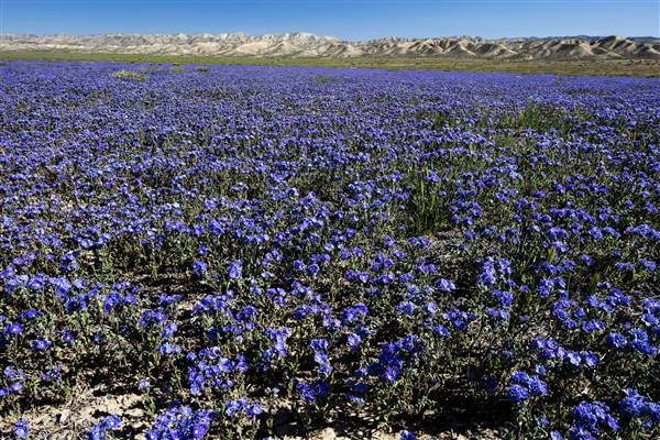 Carrizo Plain National Monument (3/26/2016 - Credits: "Carrizo Plain National Monument" Photo courtesy of Bureau of Land Management (CC BY 2.0)[https://creativecommons.org/licenses/by/2.0/legalcode]https://www.flickr.com/photos/mypubliclands/)