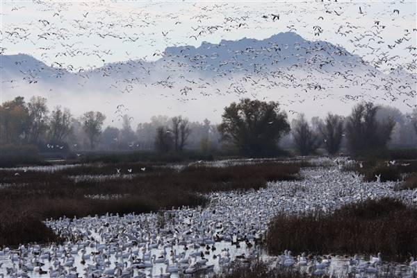Gray Lodge Wildlife Area - California Department of Fish & Wildlife (CDFW) (11/25/2012 - Credits: "12-11 Black Friday Visitors Bugs Auto Route Waterfowl 118" by California Department of Fish and Wildlife (CC BY 2.0)[https://creativecommons.org/licenses/by/2.0/legalcode] https://www.flickr.com/photos/californiadfg/)