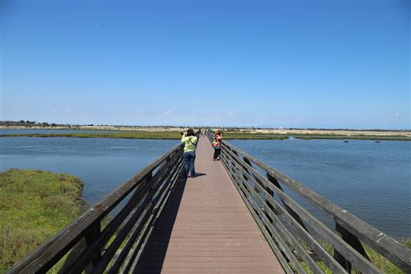 Bolsa Chica Ecological Reserve - California Department of Fish & Wildlife (CDFW) (10/18/2016 - Credits: Photo courtesy of Kris Bunting)