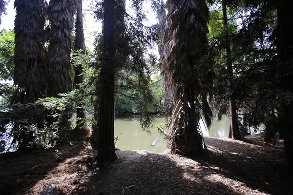 Los Angeles County Arboretum (11/3/2016 - Credits: Photo courtesy of Kris Bunting)