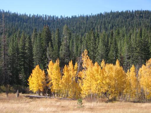 Aspens Near Highway 267 US Forest Service (4/13/2017)