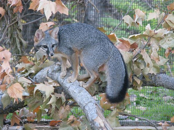 Shasta County Agricultural (1/19/2018)