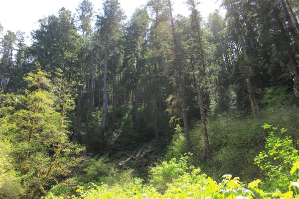 Russian Gulch State Park (SP) / Russian Gulch Bridge - Highway 1 - Fern Canyon Trail - paved trail (4/22/2018 - Credits: Kellen Lim)