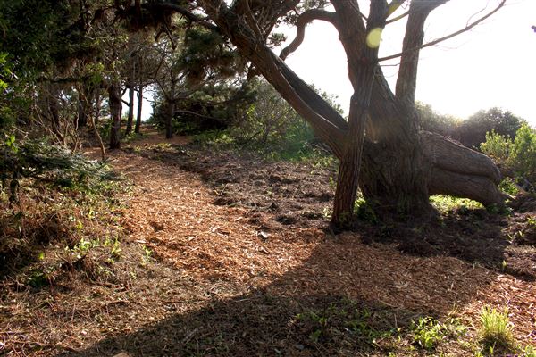 Mendocino Bay Overlook (Public Access Easement) - Overlook path entrance due south- stretches for 200-400ft back to Brewery Gulch Road (4/18/2018 - Credits: Kellen Lim)