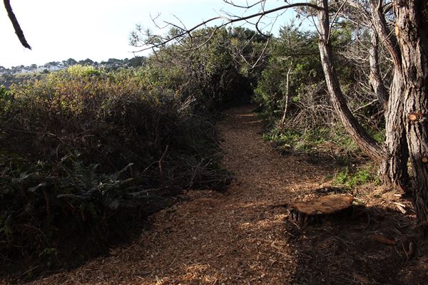 Mendocino Bay Overlook (Public Access Easement) - Overlook path entrance due south- stretches for 200-400ft back to Brewery Gulch Road (4/18/2018 - Credits: Kellen Lim)