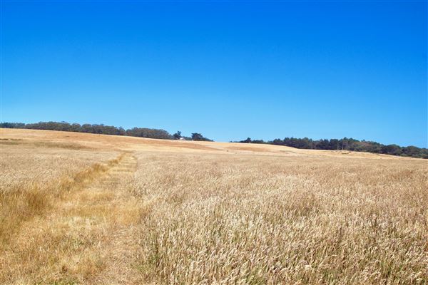 Van Damme State Park (SP) / Beach / Pygmy Forest / Fern Canyon Trail / Spring Ranch Trail - Spring Ranch Trail (7/9/2017 - Credits: Kellen Lim)
