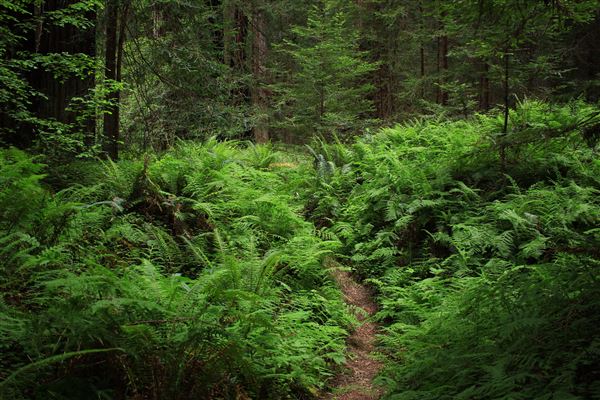 Navarro River Redwoods State Park (SP) (5/15/2018 - Credits: Kellen Lim)