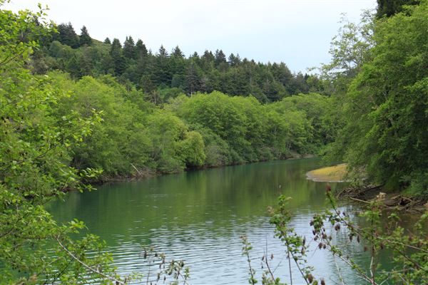 Navarro River Redwoods State Park (SP) (5/15/2018 - Credits: Kellen Lim)
