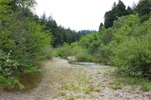 Navarro River - located in Hendy Woods State Park (SP) (5/22/2018 - Credits: Kellen Lim)