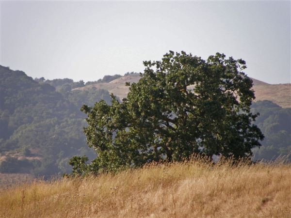 Crane Creek Regional Park (7/25/2018)