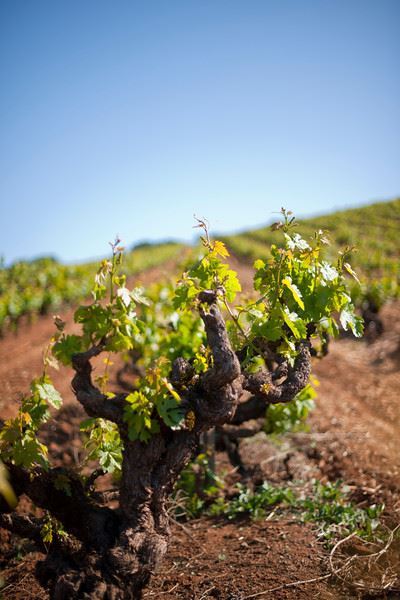 Kunde Family Winery (7/25/2018)