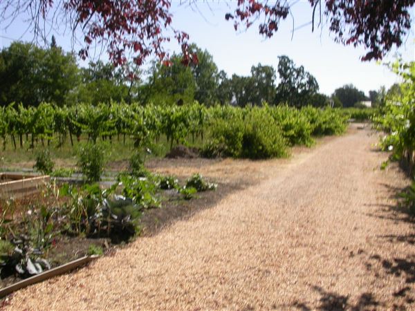 Olivet Grange Vineyard (7/25/2018)